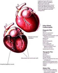 obat tradisional jantung bengkak